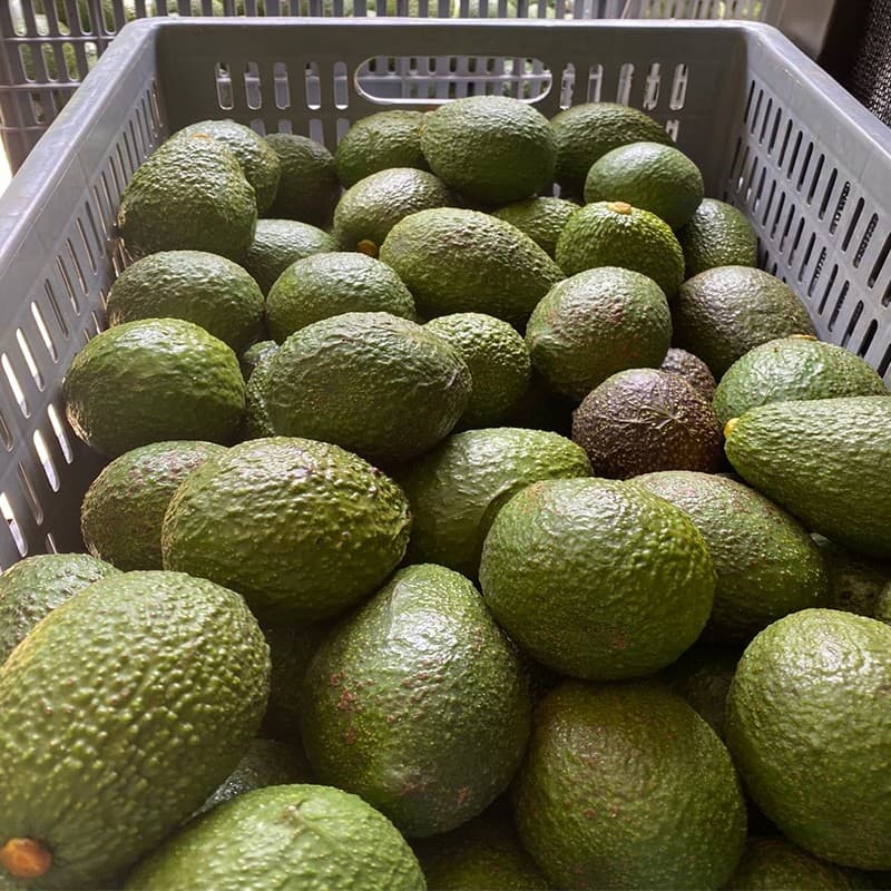 images/1661408672108clasificadora de aguacate.jpg